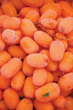 Bain moussant à l’argousier nutrition & hydratation