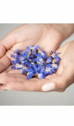 Baume corps fondant à l’huile de bourrache
