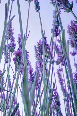 Brume d’oreiller apaisante à la lavande