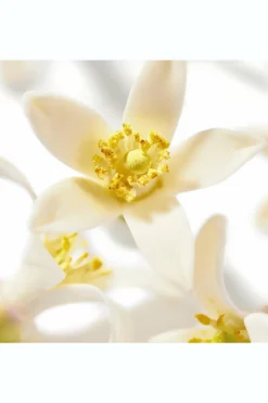 Huile Prodigieuse® Néroli Nuxe Bio