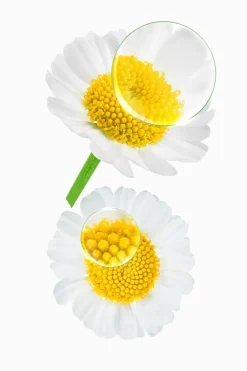 Shampoing à la Camomille pour cheveux blonds