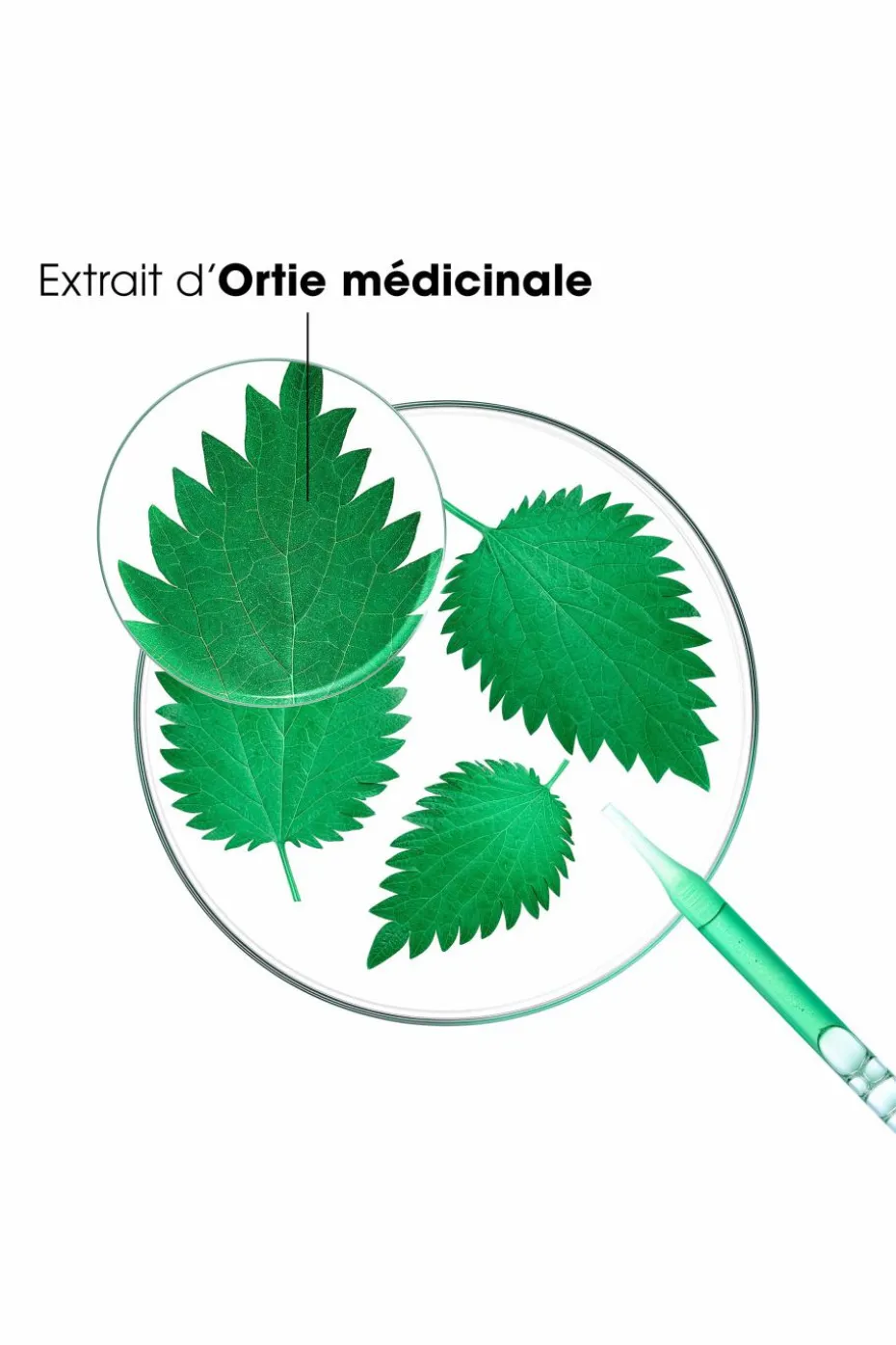 Shampoing séboréducteur à l’ortie bio pour cheveux gras